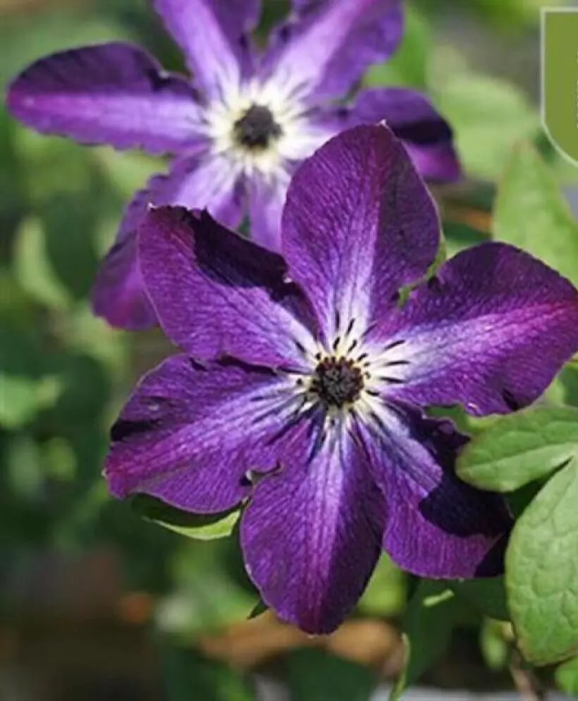 20 Seeds Dark Purple Clematis Rare Flower Exotic Vine