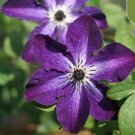20 Seeds Dark Purple Clematis Rare Flower Exotic Vine