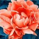 20 Seeds For Little Girl Orange Peonies Rare Flowering