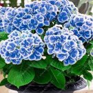 20 Seeds For Navy Blue/White Hydrangea Rare Flower Exotic