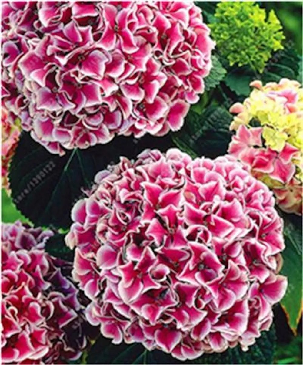 20 Seeds For Fuchsia Pink Hydrangea Rare Flower Exotic