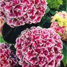 20 Seeds For Fuchsia Pink Hydrangea Rare Flower Exotic