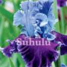 20 Seeds For Purple/Blue Iris Rare Flower Exotic Bloom Plant