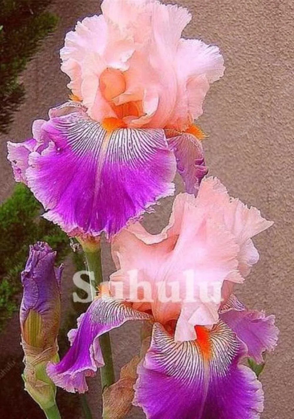 20 Seeds For Pink/Purple Iris Rare Flower Exotic Bloom Plant