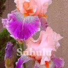 20 Seeds For Pink/Purple Iris Rare Flower Exotic Bloom Plant
