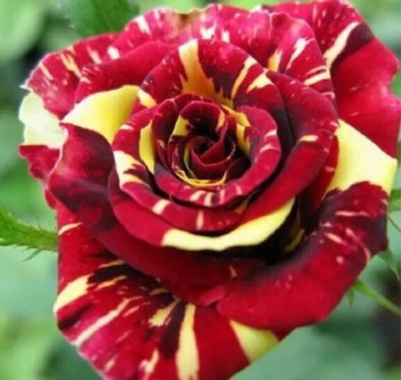 20 Seeds For Wine/Yellow Dragon Striped Rose Flower Bush Rare Exotic