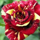 20 Seeds For Wine/Yellow Dragon Striped Rose Flower Bush Rare Exotic