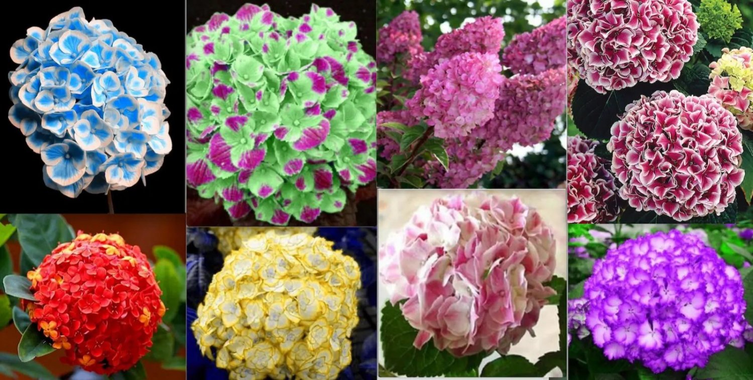 20 Seeds For Mixed Color Hydrangea Red Blue Pink Flower Plant