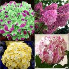20 Seeds For Mixed Color Hydrangea Red Blue Pink Flower Plant
