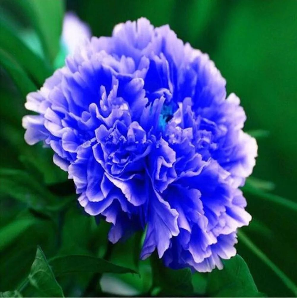 20 Seeds For Light Blue Peonies Rare Flowering Blossom