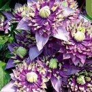 20 Seeds Violet Purple Clematis Rare Flower Exotic Vine
