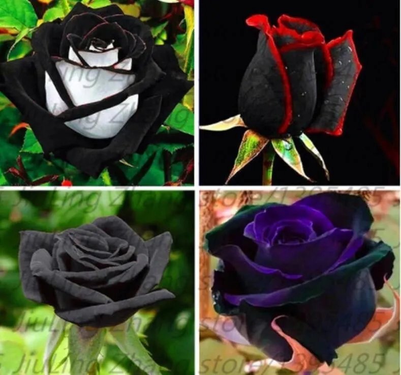 20 Mixed Seeds For Black Rare Red White Purple Rose Flower