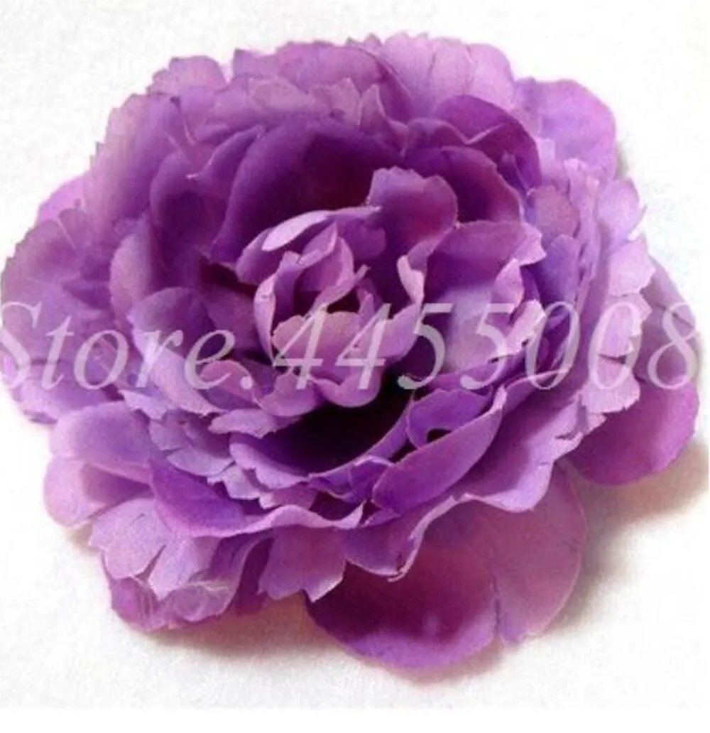 20 Seeds For Purple Peonies Rare Flowering Blossom Bush