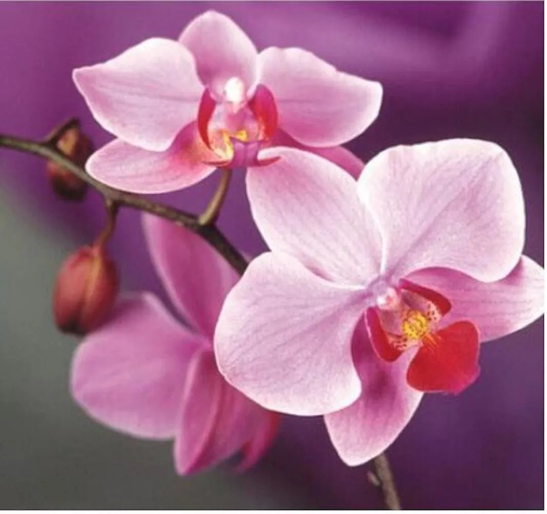 20 Seeds For Light Pink Orchid Rare Flower Exotic House Plant