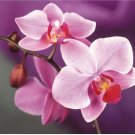 20 Seeds For Light Pink Orchid Rare Flower Exotic House Plant
