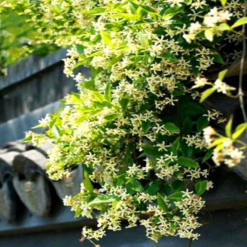 20 Seeds Yellow Jasmine Rare Flower Exotic Climber Vine