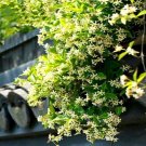 20 Seeds Yellow Jasmine Rare Flower Exotic Climber Vine