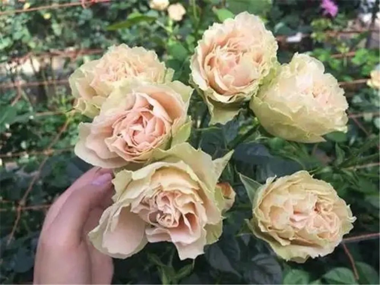 20 Seeds For Peach/Green Rare Rose Hybrid Flower Bush