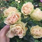 20 Seeds For Peach/Green Rare Rose Hybrid Flower Bush