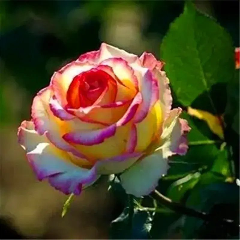 20 Seeds For Yellow/Pink Tips Rare Rose Tea Flower Bush