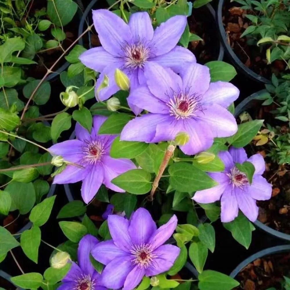 20 Seeds Violet Lilac Clematis Rare Flower Exotic Vine