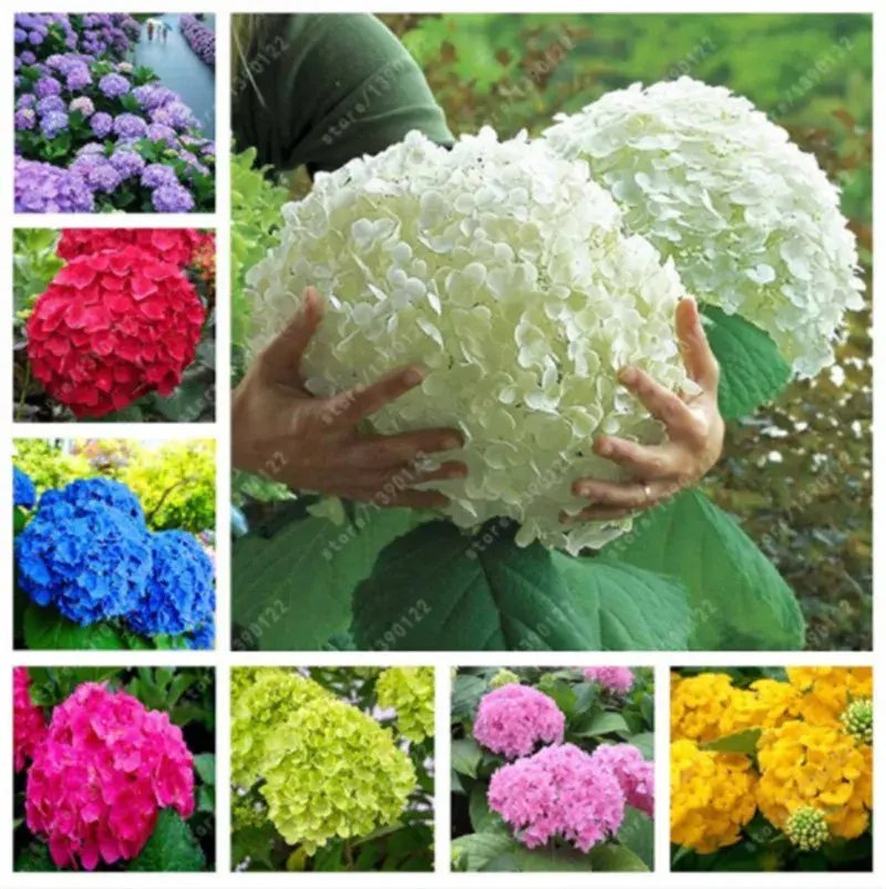 20 Seeds For Mixed Colors Hydrangea Rare Red Blue Purple Flower Plant