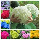 20 Seeds For Mixed Colors Hydrangea Rare Red Blue Purple Flower Plant