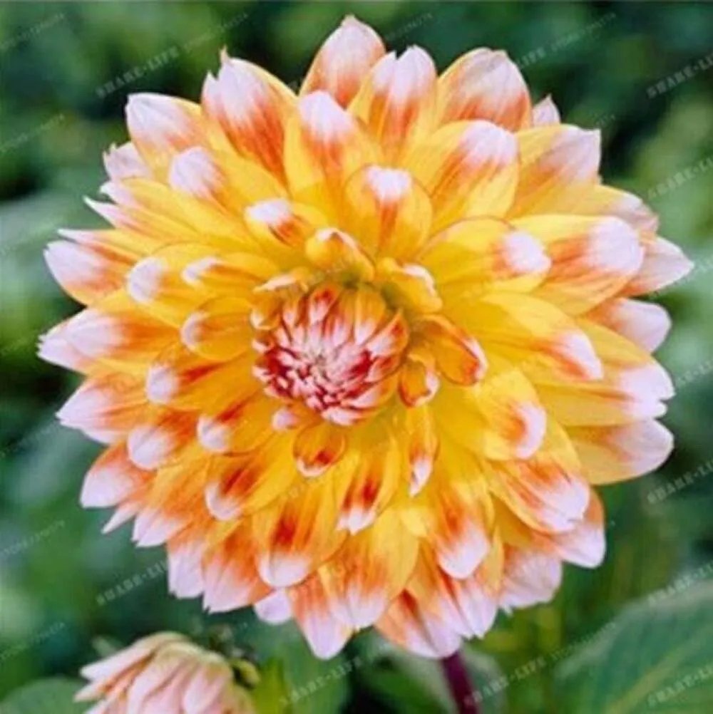 20 Seeds For Gold Yellow White Tip Dahlia Rare Flower