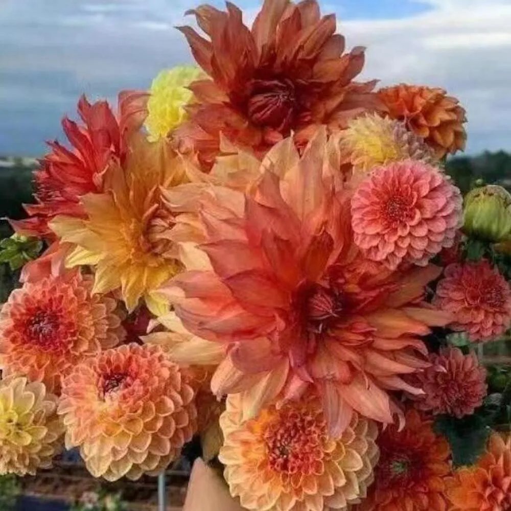 20 Seeds For Orange Yellow Red Dahlia Rare Flower Exotic Plant