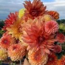 20 Seeds For Orange Yellow Red Dahlia Rare Flower Exotic Plant