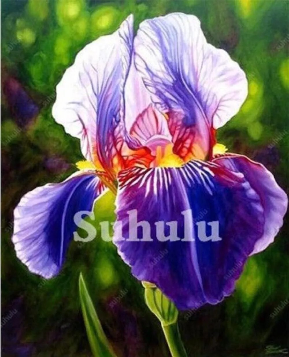 20 Seeds For Purple/Multi Iris Rare Flower Exotic Bloom Plant