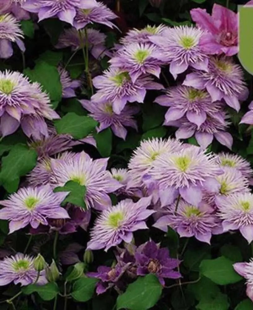 20 Seeds For Violet/Green Clematis Rare Flower Exotic Vine