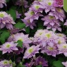 20 Seeds For Violet/Green Clematis Rare Flower Exotic Vine