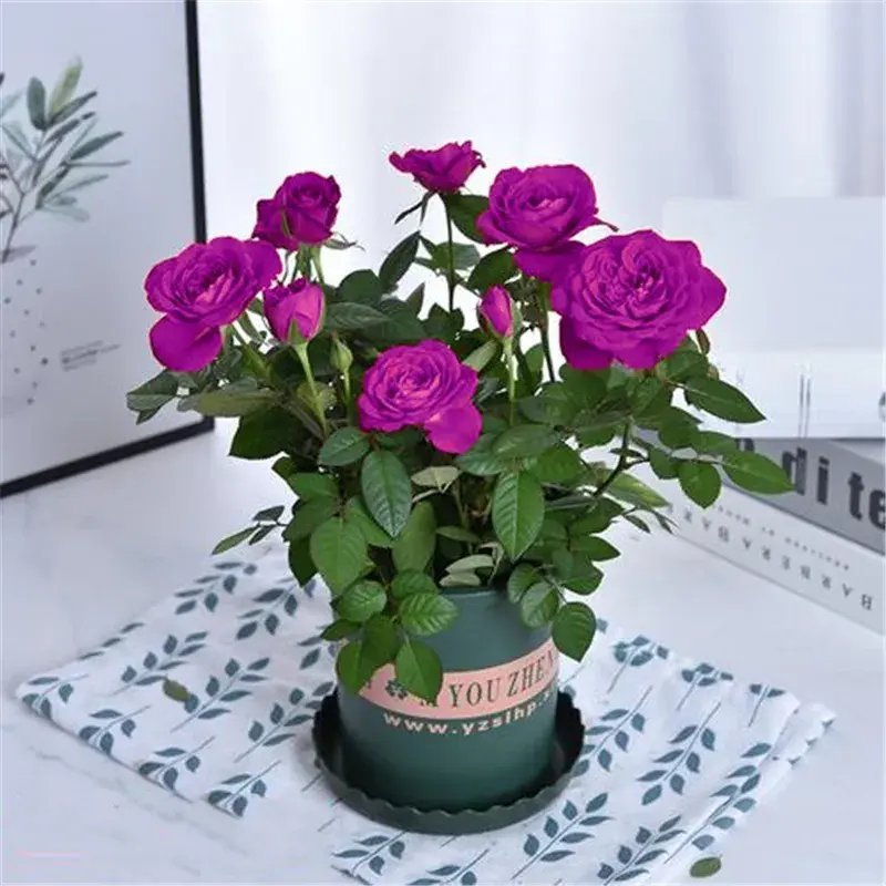 20 Seeds For Grape Purple Rare Rose Hybrid Flower Bush