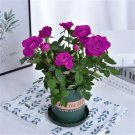 20 Seeds For Grape Purple Rare Rose Hybrid Flower Bush