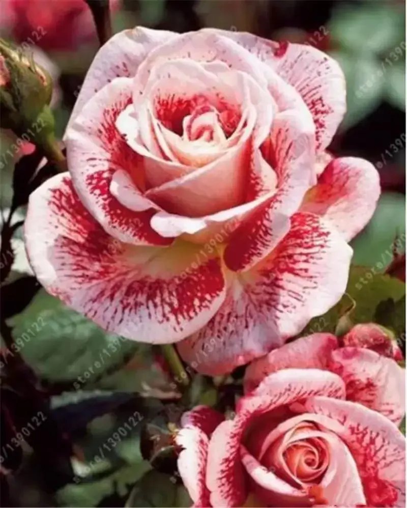 20 Seeds For Red/White Swirl Rare Rose Tea Flower Bush