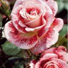 20 Seeds For Red/White Swirl Rare Rose Tea Flower Bush