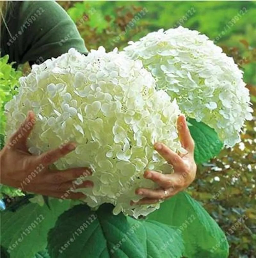 20 Seeds For Light Green Hydrangea Rare Flower Exotic Bush Plant