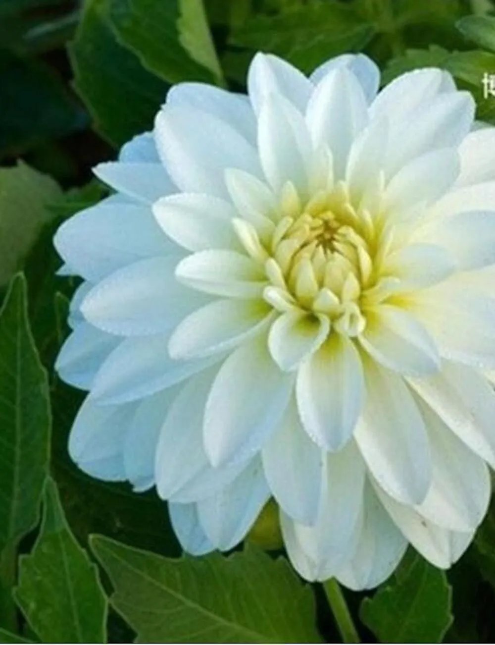 20 Seeds For White Gallery Art Dahlia Rare Flower Exotic Plant