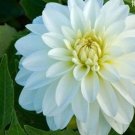 20 Seeds For White Gallery Art Dahlia Rare Flower Exotic Plant