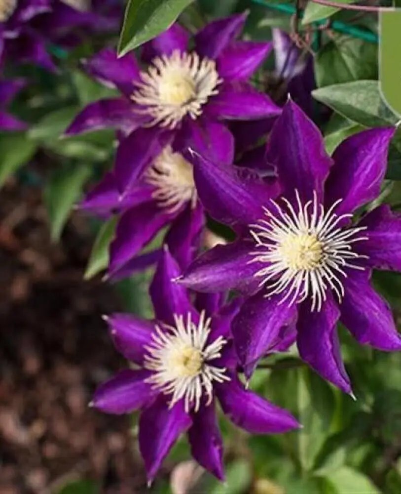 20 Seeds Purple/White Clematis Rare Flower Exotic Vine