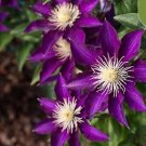 20 Seeds Purple/White Clematis Rare Flower Exotic Vine