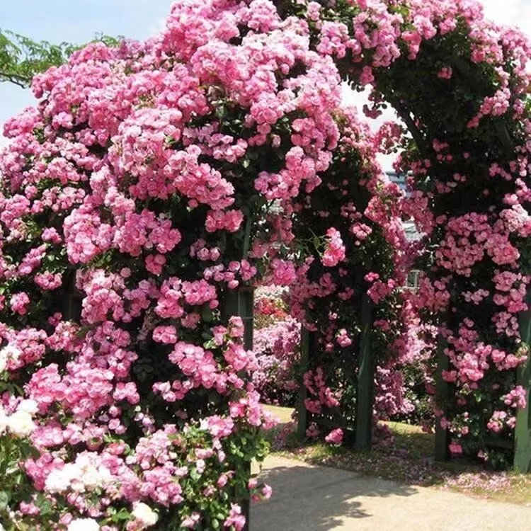 20 Seeds For Baby Pink Rare Climber Climbing Rose Flower