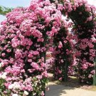 20 Seeds For Baby Pink Rare Climber Climbing Rose Flower