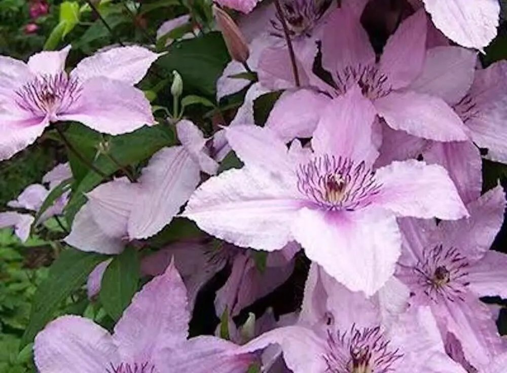 20 Seeds Snow Violet Clematis Rare Flower Exotic Vine