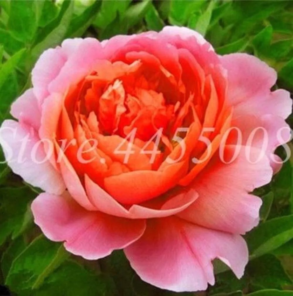 20 Seeds For Pink/Orange Peonies Rare Flowering Blossom