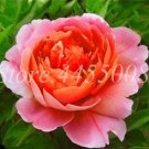 20 Seeds For Pink/Orange Peonies Rare Flowering Blossom