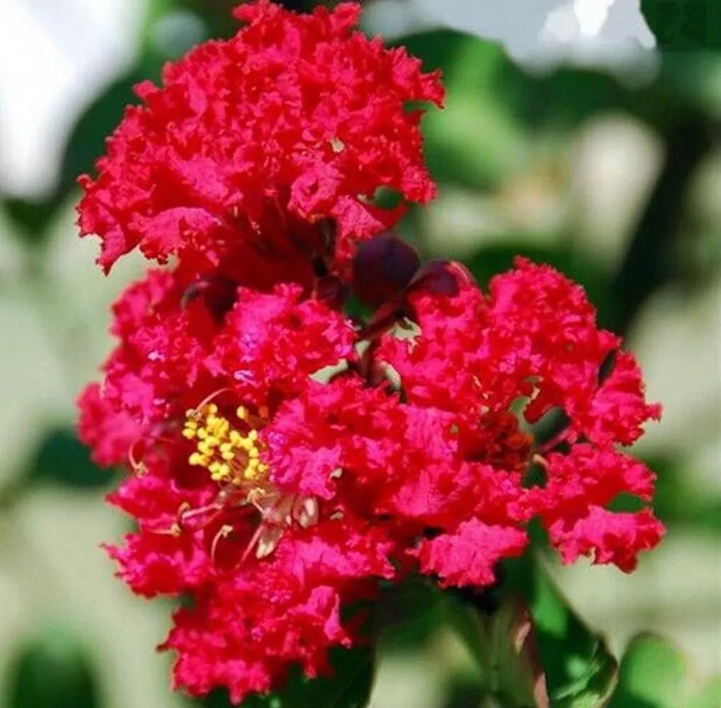 20 Seeds For Cherry Red Crape Myrtle Rare Flower Exotic Tree Plant