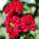 20 Seeds For Cherry Red Crape Myrtle Rare Flower Exotic Tree Plant