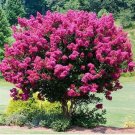20 Seeds For Fuchsia Pink Crape Myrtle Rare Flower Exotic Tree Plant